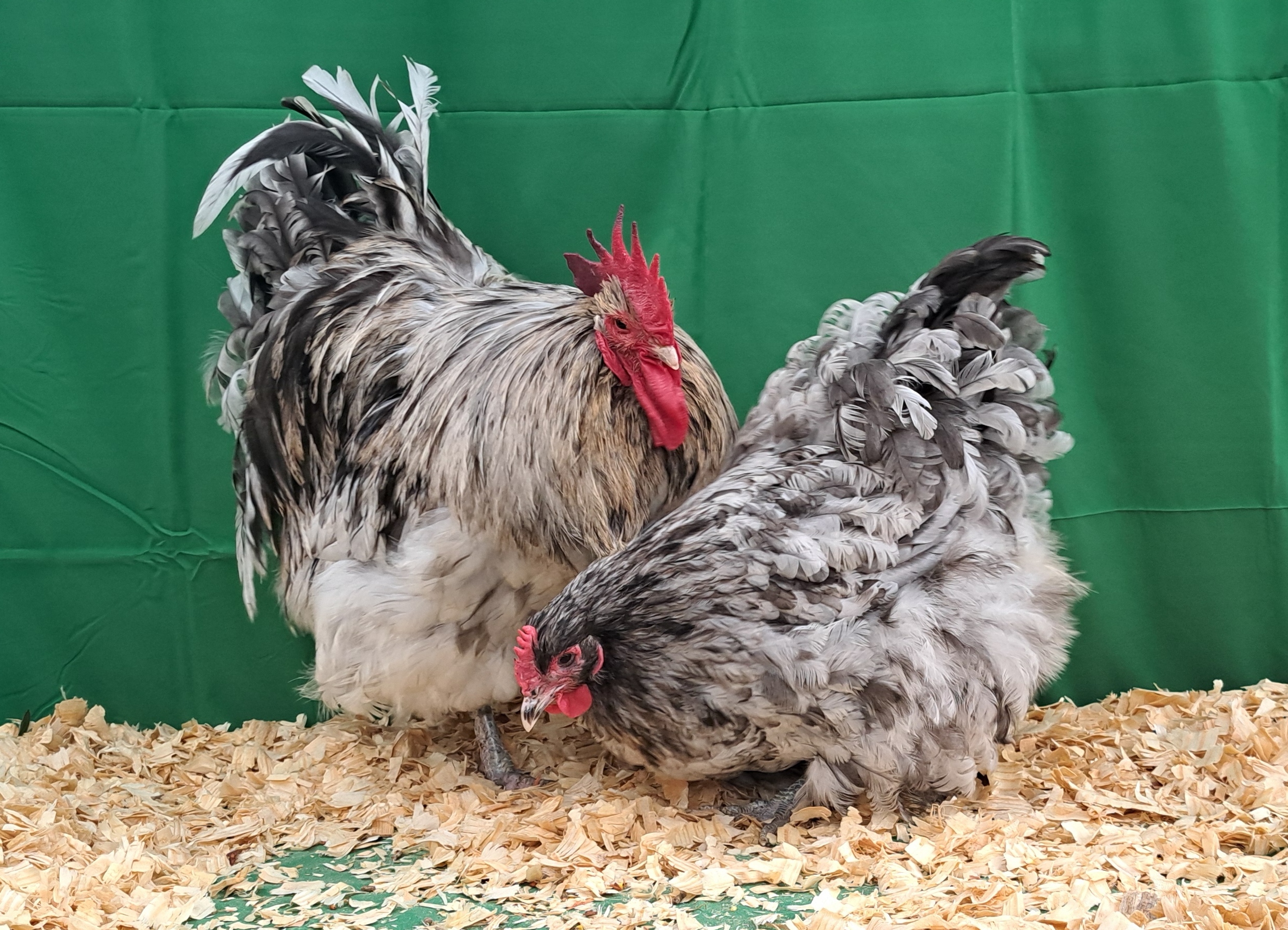 Splash English Orpington Chicks Vibrant & Unique MotherCluckerAcres