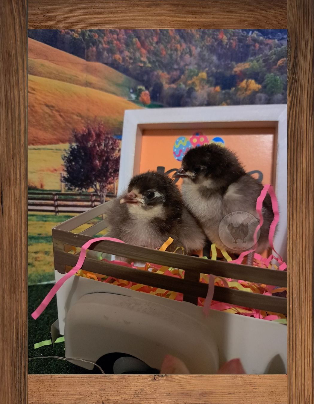 Chocolate English Orpington Chicks Rare & Irresistible