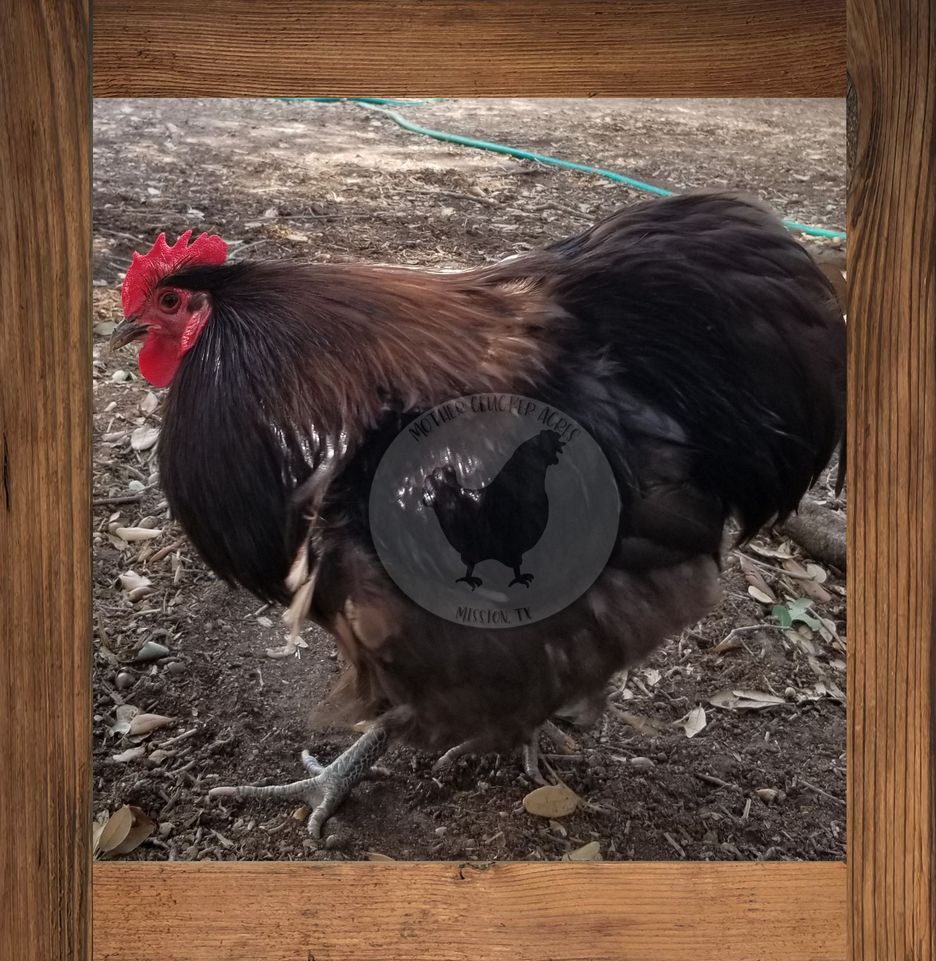 Chocolate English Orpington Chicks Rare & Irresistible