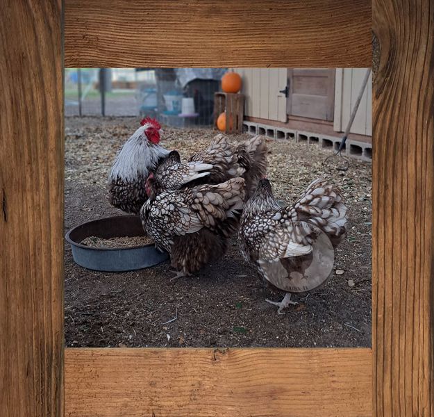 Chocolate Silver Laced English Orpington Chicks Rare & Beautiful