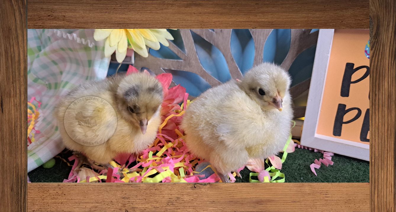 Splash English Orpington Chicks Vibrant & Unique MotherCluckerAcres