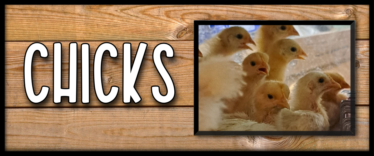 Chicks